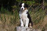 BERGER AUSTRALIEN PUPPIES 569